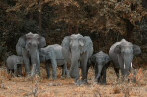 20+ Elephant Collective Nouns: Meanings, Usage & Examples